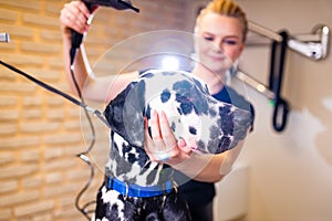 blonde happy woman blowing dry the dalmatian dog hair wiping with a bath towel in the grooming salon