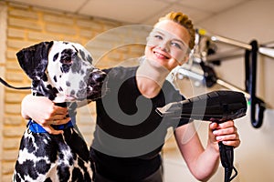 blonde happy woman blowing dry the dalmatian dog hair wiping with a bath towel in the grooming salon
