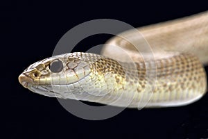 Blonde hognose snake (Leioheterodon modestus)
