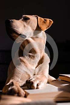 Blonde Labrador puppy dog laying on collection of stacked books