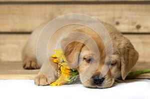Blonde labrador puppy lies sleepily in a wooden box and holds a sunflower under his head photo
