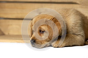 Blonde labrador puppy lies in a wooden box