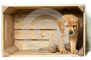 Blonde labrador puppy sits on the right in a wooden box and looks down innocently