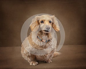 Blonde Longhaired Dachshund on Brown Textured Background