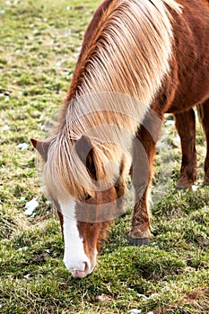 Blonde mane horse