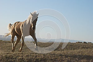 Blonde Palomino Horse