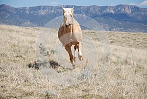Blonde Palomino Horse Running in Field with Mountain Background