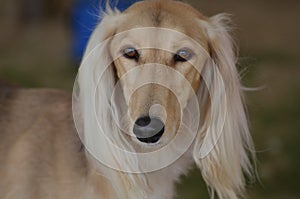 Blonde Saluki Dog Face