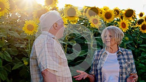 A blonde short haired old woman and a grey haired man are both standing in an astounding sunflower field having a