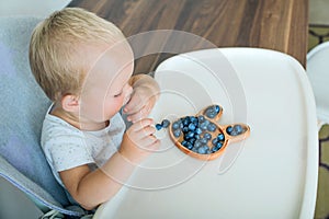 Blonde toddler boy eating Yummy blueberries with wooden plates on highchair close-up and copy space