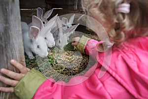 Blonde toddler girl giving fresh grass to farm domesticated white rabbits in animal hutch photo