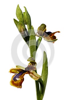Blonde variety of wild Mirror Bee orchid over white - Ophrys speculum