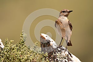 blonde wheatear bird in the mountains