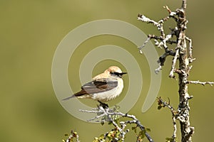 Blonde wheatear bird in the mountains