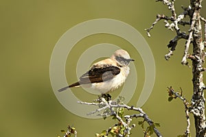 Blonde wheatear bird in the mountains