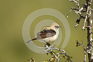 Blonde wheatear bird in the mountains