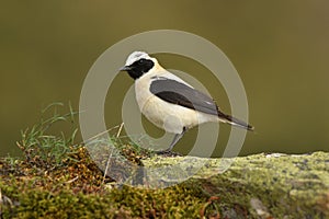 blonde wheatear bird in the mountains
