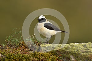 Blonde wheatear bird in the mountains