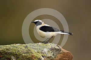 Blonde wheatear bird in the mountains