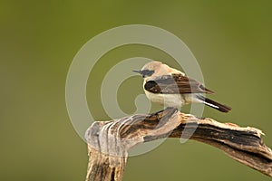 blonde wheatear bird in the mountains in spring