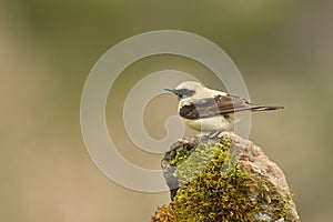 Blonde wheatear bird in the mountains in spring