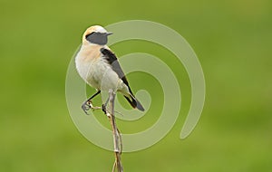 Blonde wheatear in her innkeeper