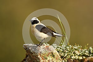 The blonde wheatear