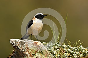The blonde wheatear