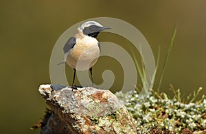 The blonde wheatear