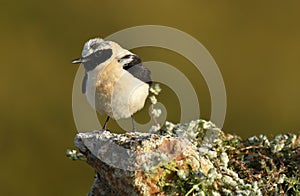 The blonde wheatear