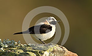 The blonde wheatear