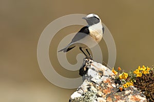 blonde wheatear