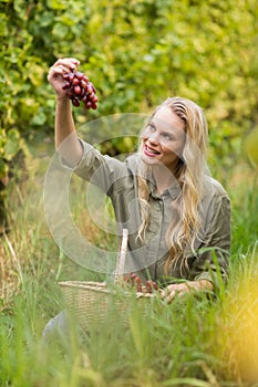 Blonde winegrower handing a red grape