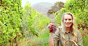 Blonde winegrower handing a red grape