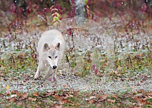 Blonde Wolf Bounds Through Early Snowfall