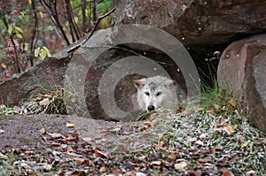 Blonde Wolf (Canis lupus) Peeks out of Den