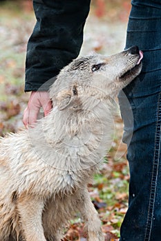 Blonde Wolf (Canis lupus) Submission