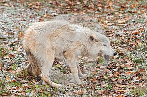 Blonde Wolf (Canis lupus) in Submissive Posture photo