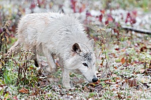 Blonde Wolf (Canis lupus) Trots Through Light Snowfall