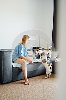 Blonde woman in blue clothes playing with two dogs Jack Russell terriers