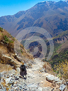 Blonde woman traveler walks along the Colca Canyon in Chivay, Peru, South America. Condors can be seen flying among the mountains