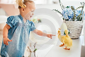 Blondel little girl in blue dress and two ponytales playing with yellow fluffy ducklings and laughing. Easter, spring photo