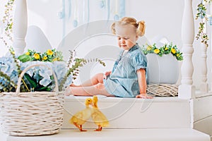 Blondel little girl in blue dress and two ponytales playing with yellow fluffy ducklings and laughing. Easter, spring photo