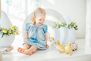 Blondel little girl in blue dress and two ponytales playing with yellow fluffy ducklings and laughing. Easter, spring photo