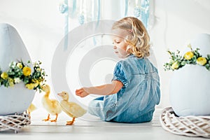 Blondel little girl in blue dress and two ponytales playing with yellow fluffy ducklings and laughing. Easter, spring photo