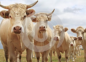 Blondes d'Aquitaine cows