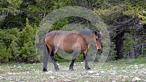 Blood bay wild horse stallion in the western USA