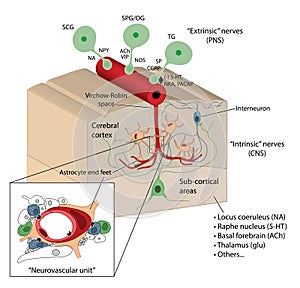 Blood brain barrier