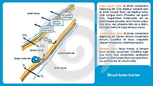 Blood brain barrier.