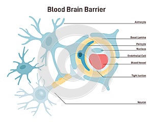 Blood-brain barrier anatomical structure. Semipermeable border that